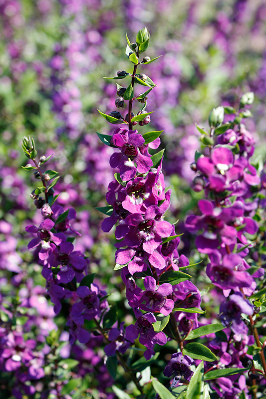 Serena® Purple Angelonia | Angelonia angustifolia 'PAS1180781'