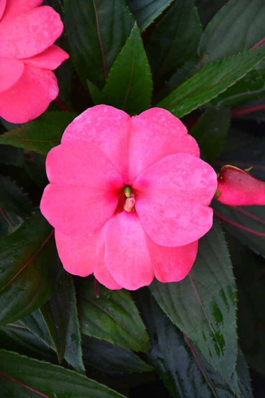 Sonic® Pink New Guinea Impatiens - Buchanan's Native Plants
