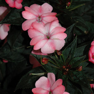 SunPatiens® Compact Blush Pink New Guinea Impatiens | Impatiens 'SunPatiens Compact Blush Pink'