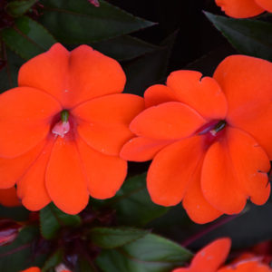 SunPatiens® Compact Orange New Guinea Impatiens | Impatiens 'SunPatiens Compact Orange'