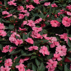 SunPatiens® Compact Pink New Guinea Impatiens | Impatiens 'SunPatiens Compact Pink'