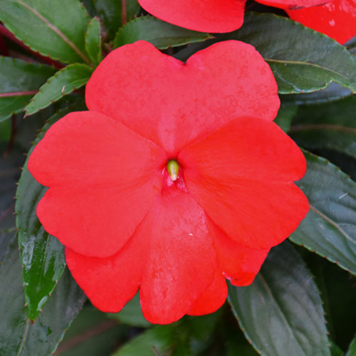 Super Sonic® Red New Guinea Impatiens - Buchanan's Native Plants