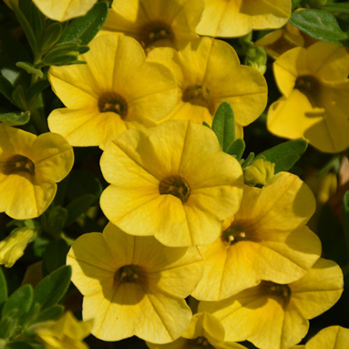 Superbells® Yellow Calibrachoa - Buchanan's Native Plants
