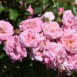 Sweet Drift® Rose | Rosa 'Meiswetdom'