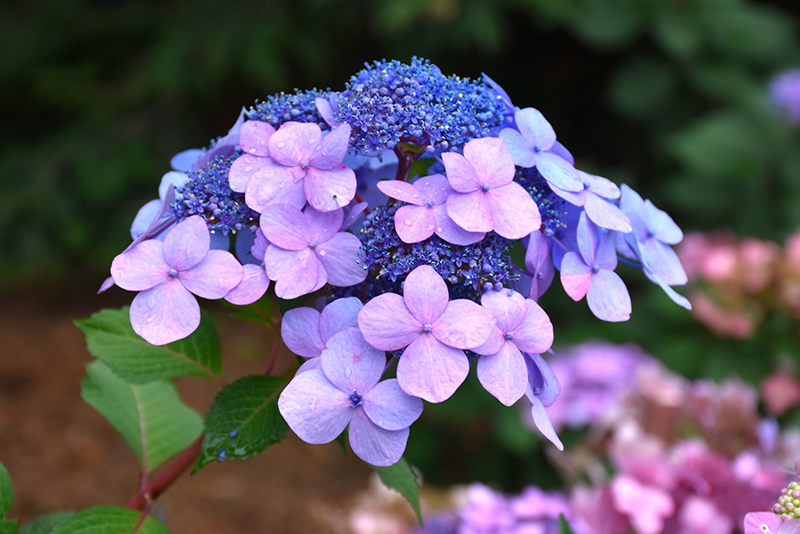 Image of Twist N Shout hydrangea in a garden, with green leaves and pink and blue flowers