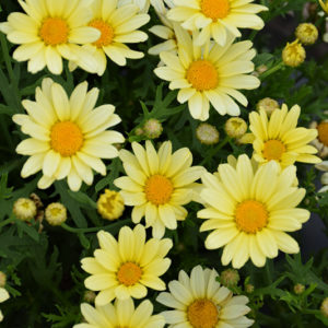 Vanilla Butterfly® Marguerite Daisy | Argyranthemum frutescens 'G15104'