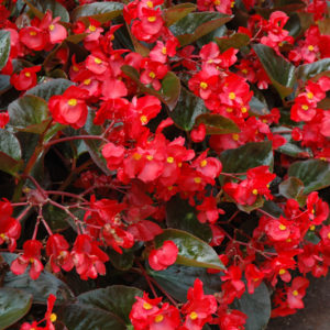 Whopper® Red Bronze Leaf Begonia | Begonia 'Whopper Red Bronze Leaf'