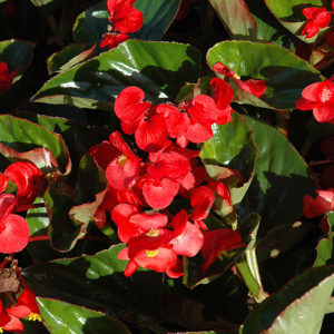 Whopper® Red Green Leaf Begonia | Begonia 'Whopper Red Green Leaf'