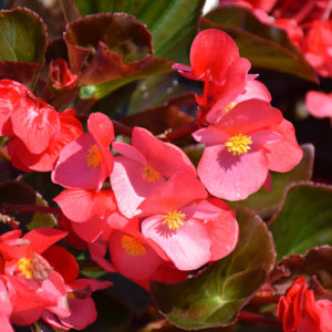 Whopper® Rose Bronze Leaf Begonia - Buchanan's Native Plants