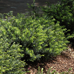 Yewtopia® Plum Yew | Cephalotaxus harringtonia 'Plania'