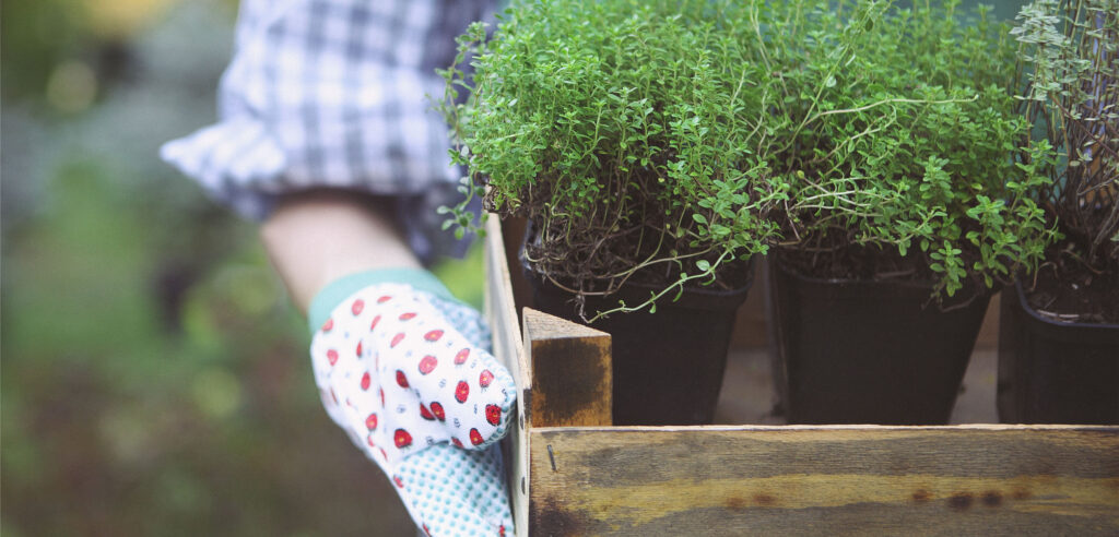 Woman Holding A Box With Herbs In Her Hands