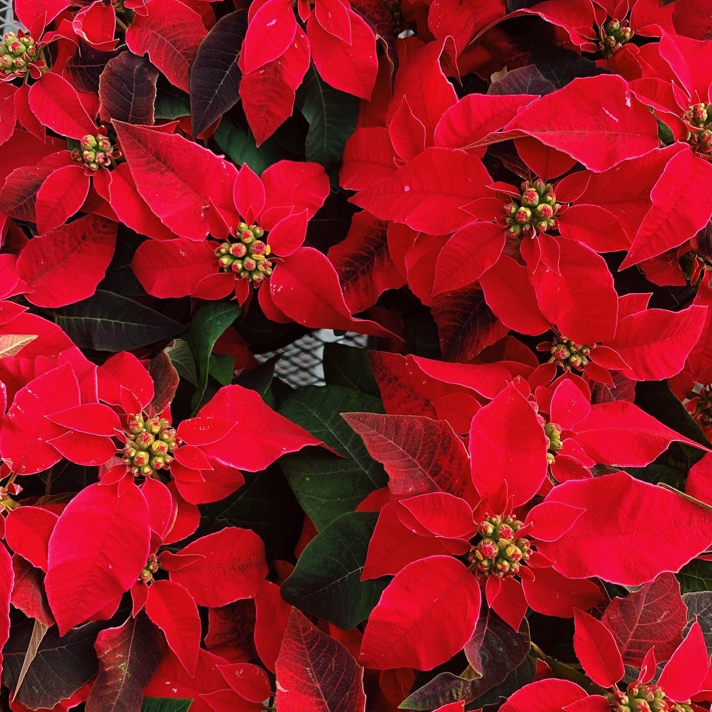 red poinsettias, holiday plant with red leaves
