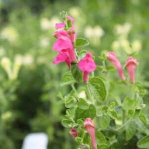 Pink Skullcap