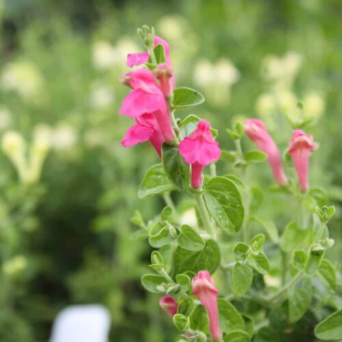 Pink Skullcap
