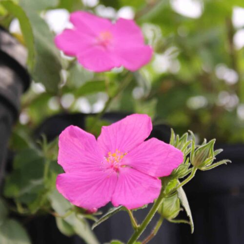 Texas Rock Rose