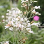 Giant Mississippi Penstemon - Image 3
