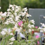 Giant Mississippi Penstemon - Image 2