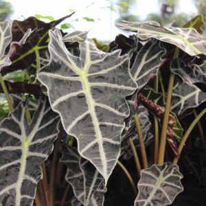 Alocasia Polly