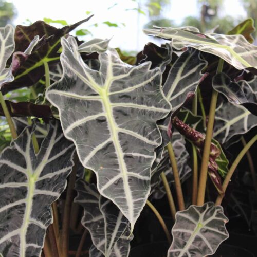 Alocasia Polly