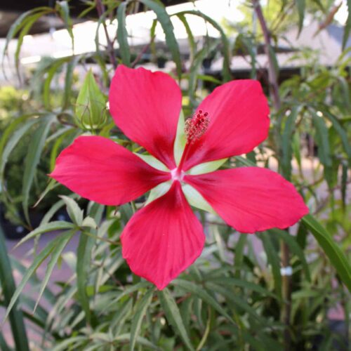 Texas Star Hibiscus