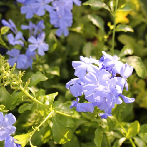 Blue Plumbago