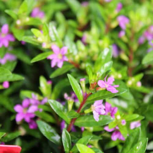 Mexican Heather