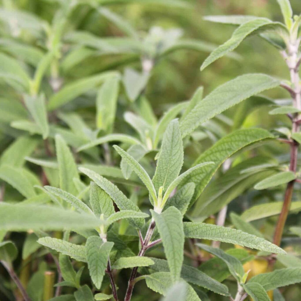 mexican bush sage