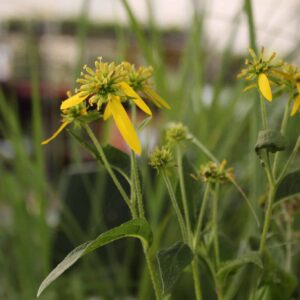 Yellow Ironweed