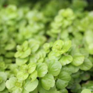 Creeping Jenny