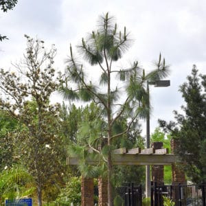 Longleaf Pine | Pinus palustris