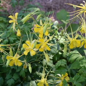Texas Gold Columbine | Aquilegia chrysantha var. hinckleyana