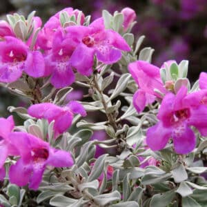Compact Texas Sage