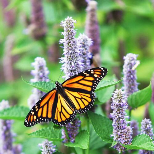Anise Hyssop