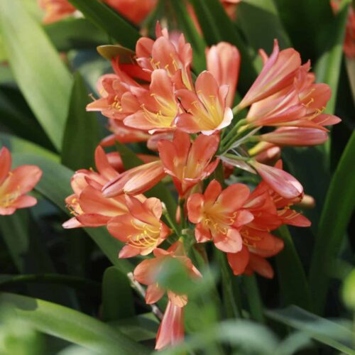 Bush Lily
