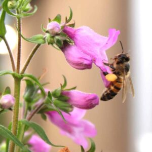 Gulf Coast Penstemon