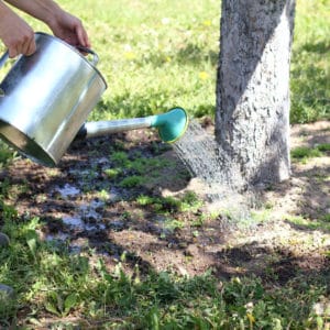 Watering can watering a tree