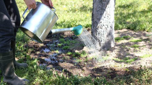 gardener watering from a watering can with a flower bed around a tree in the garden