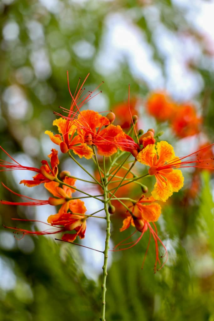 tropicals-buchanan-s-native-plants