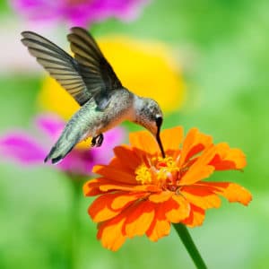 Hummingbird on orange flower