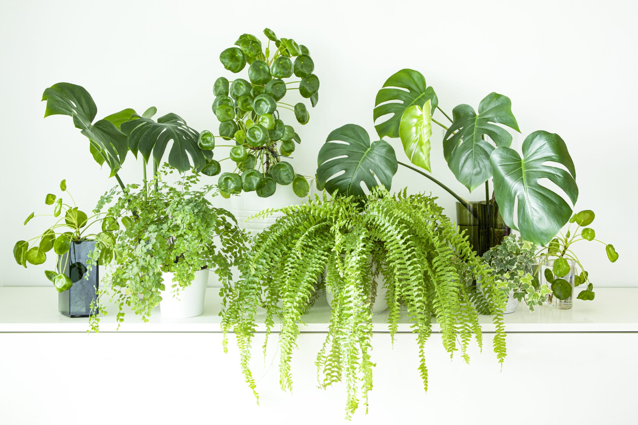 All of The Essential Houseplant Accessories Every Indoor Plant