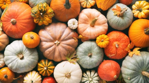 Various fresh ripe pumpkins as background