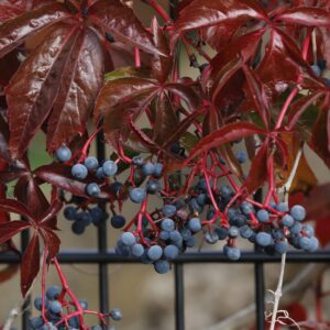 Virginia Creeper