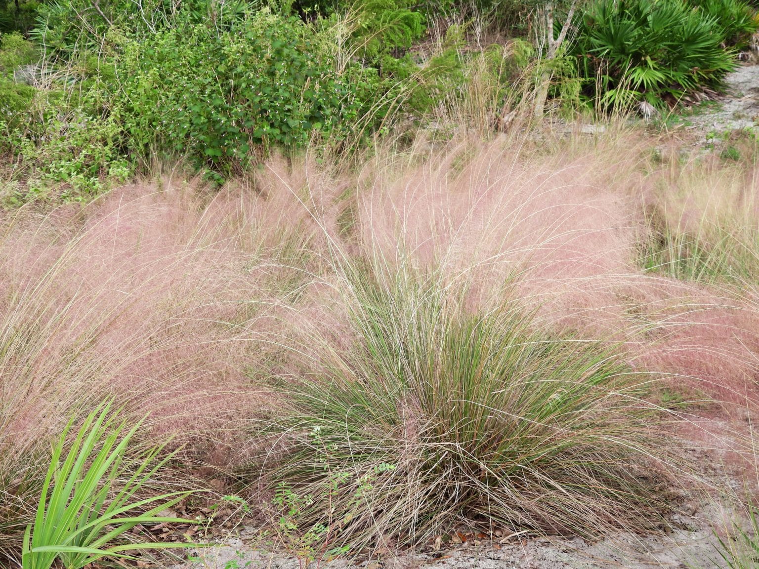 Texas Natives - Buchanan's Native Plants