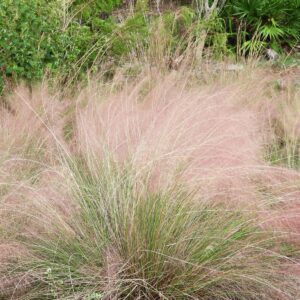 Gulf Coast Muhly