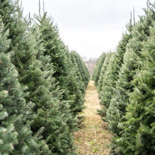 Trees in a row at Christmas Tree Farm