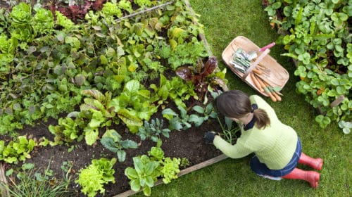 Overhead Shot of Woman Digging in a Vegetable Garden