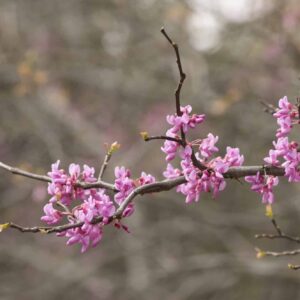 Texas Redbud