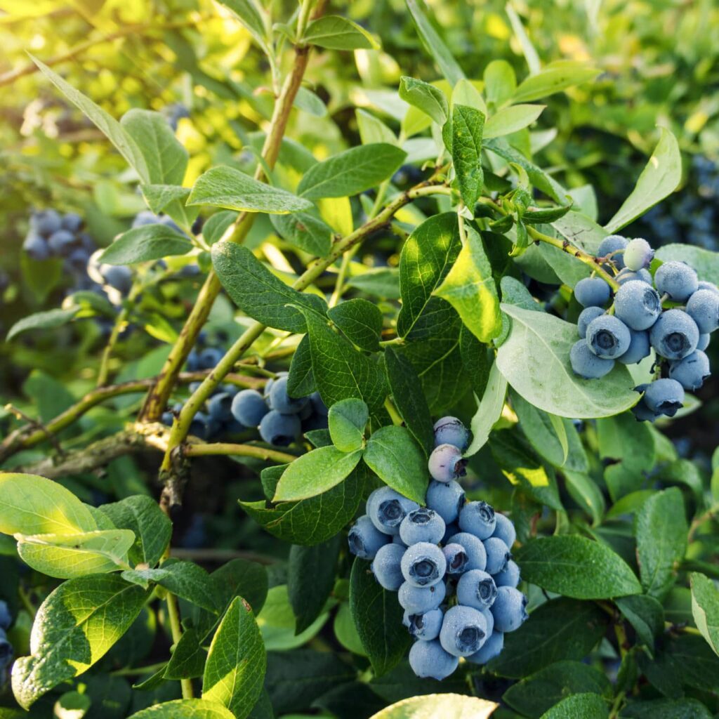 Blueberries