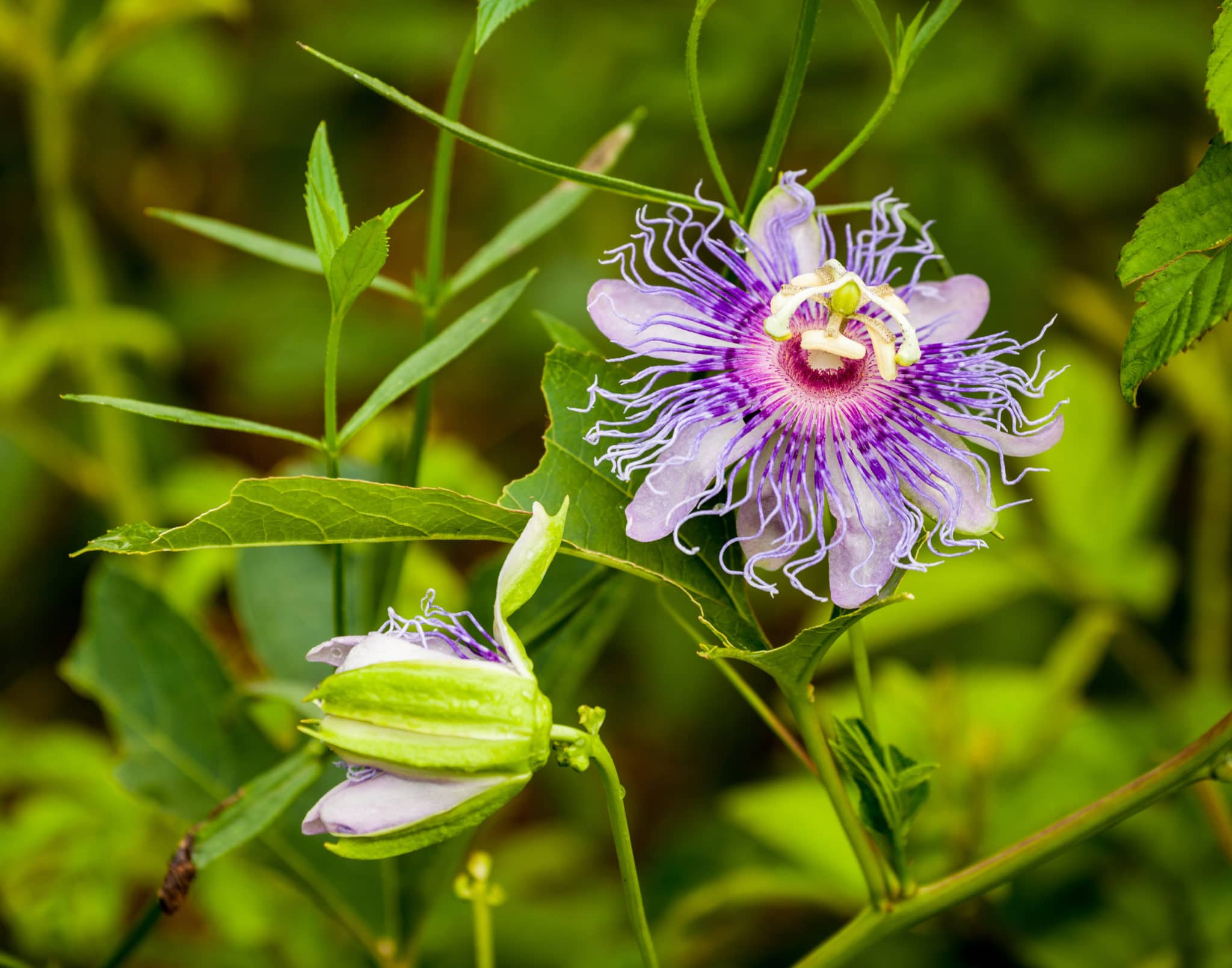 Purple Passion Flower Buchanan s Native Plants