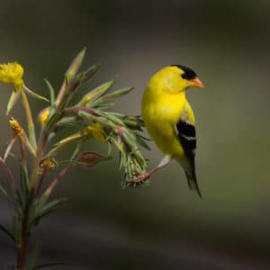 Yellow and black bird